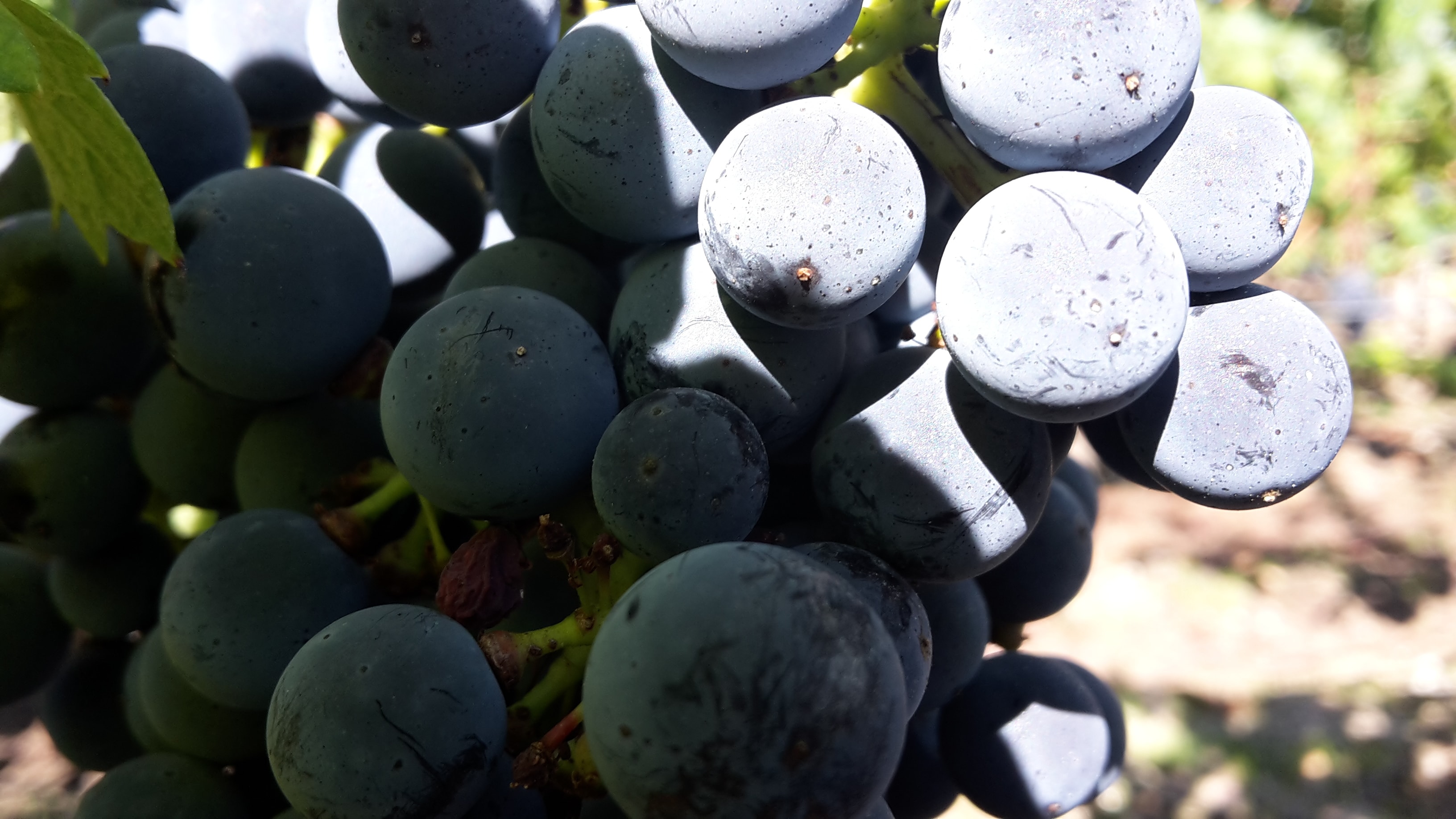 Retour de cure de raisin